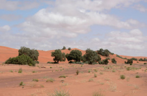 desert-heat